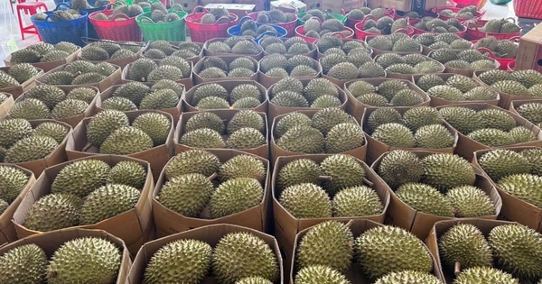 Sầu riêng tươi xuất khẩu có quy trình ATTP thống nhất toàn quốc